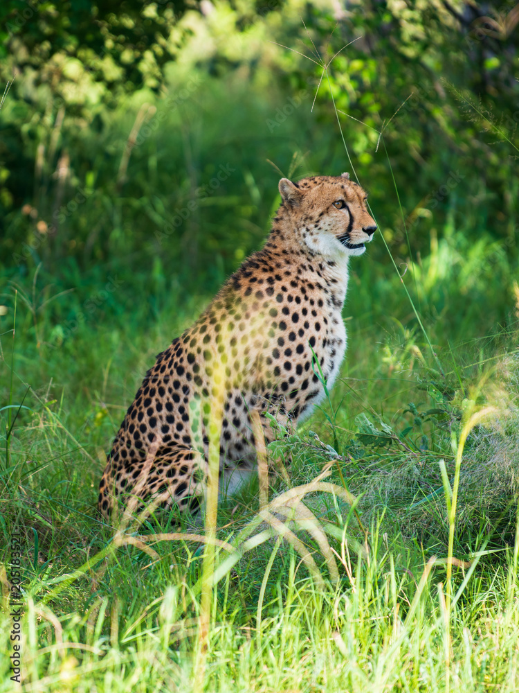 African cheetah, Masai Mara National Park, Kenya, Africa. Cat in nature habitat. Greeting of cats (Acinonyx jubatus) African cheetah, Masai Mara National Park, Kenya, Africa. Cat in nature habitat. Greeting of cats (Acinonyx jubatus)