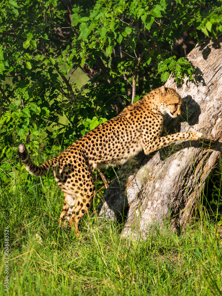 African cheetah, Masai Mara National Park, Kenya, Africa. Cat in nature habitat. Greeting of cats (Acinonyx jubatus) African cheetah, Masai Mara National Park, Kenya, Africa. Cat in nature habitat. Greeting of cats (Acinonyx jubatus)