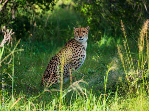 African cheetah, Masai Mara National Park, Kenya, Africa. Cat in nature habitat. Greeting of cats (Acinonyx jubatus)
