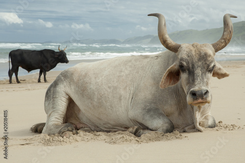 Cattle on the beach in Transkei, Eastern Cape, South Africa © Therina Groenewald