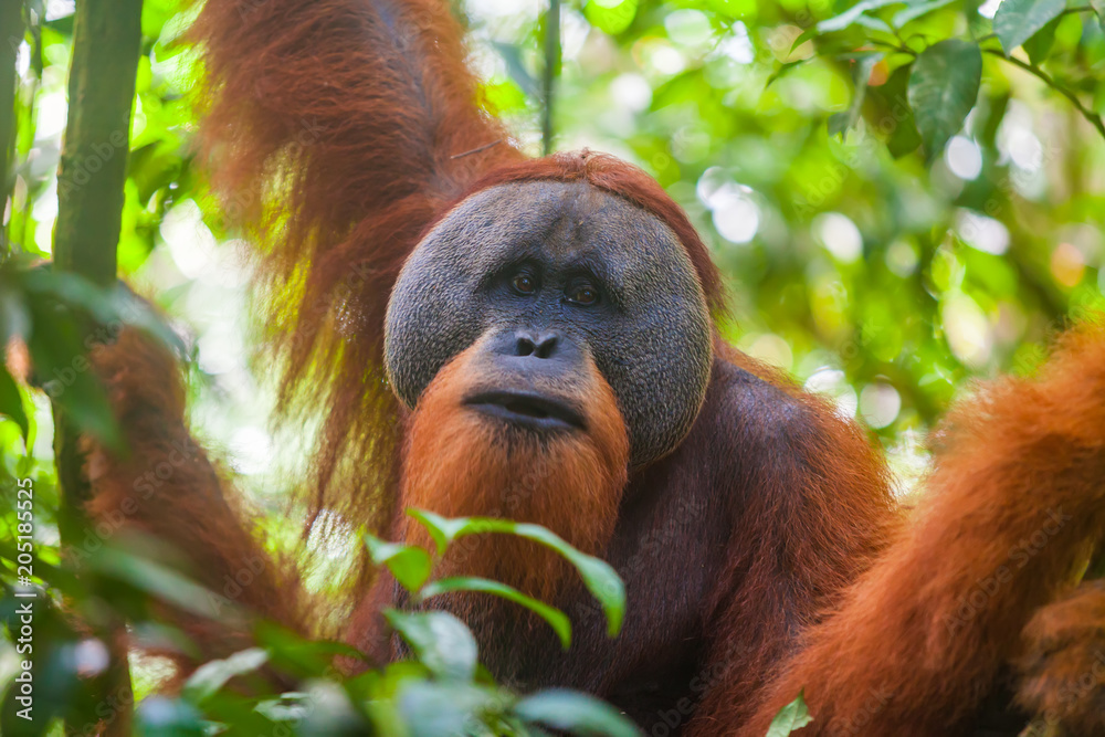 Obraz premium Portret samca orangutana sumatrzańskiego Pongo abelii w Parku Narodowym Gunung Leuser, Sumatra, Indonezja.