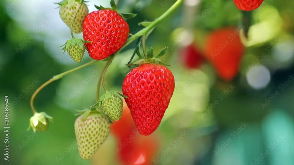Appetizing strawberry in the plantation. Appetizing strawberry in the plantation.