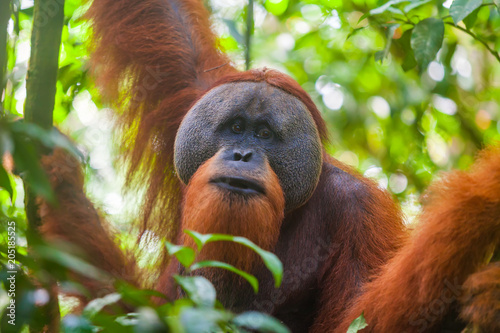 Portrait of male Sumatran orangutan Pongo abelii in Gunung Leuser National Park, Sumatra, Indonesia.