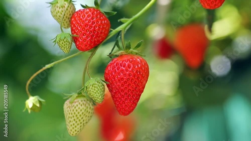 Appetizing strawberry in the plantation.
