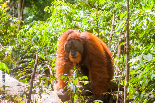 Portrait of male Sumatran orangutan Pongo abelii in Gunung Leuser National Park, Sumatra, Indonesia. photo