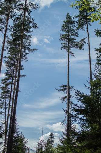 Trees