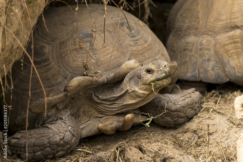 Fototapeta premium Tortue sillonnée, Tortue de savane, Geochelone sulcata, Centrochelys sulcata, Sénégal