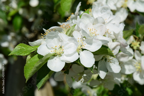 Weiße Apfelblüten, Blütezeit in Südtirol