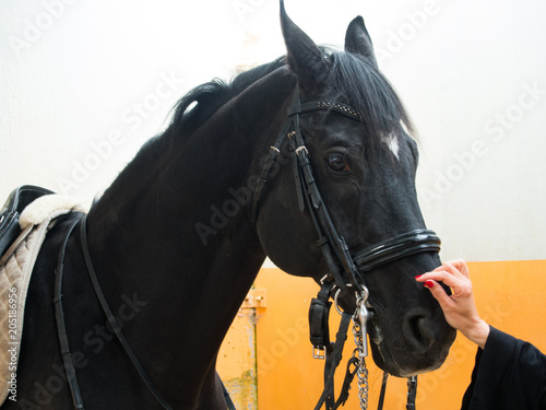 Horse in stable receiving a caress
