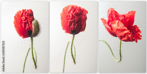 closeup of one new poppy growth on white background collage