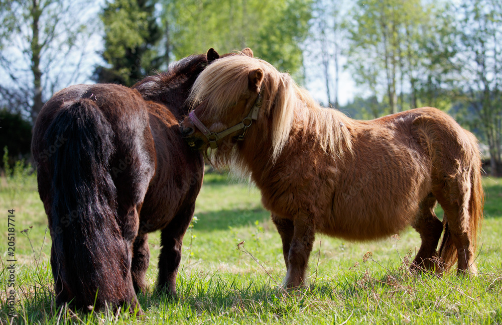 Two shetlands pony in field making friends Two shetlands pony in field making friends
