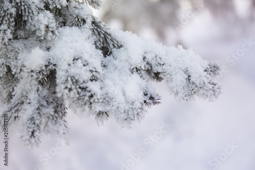 Snow-cowered fir branches. Winter blur background. Frost tree
