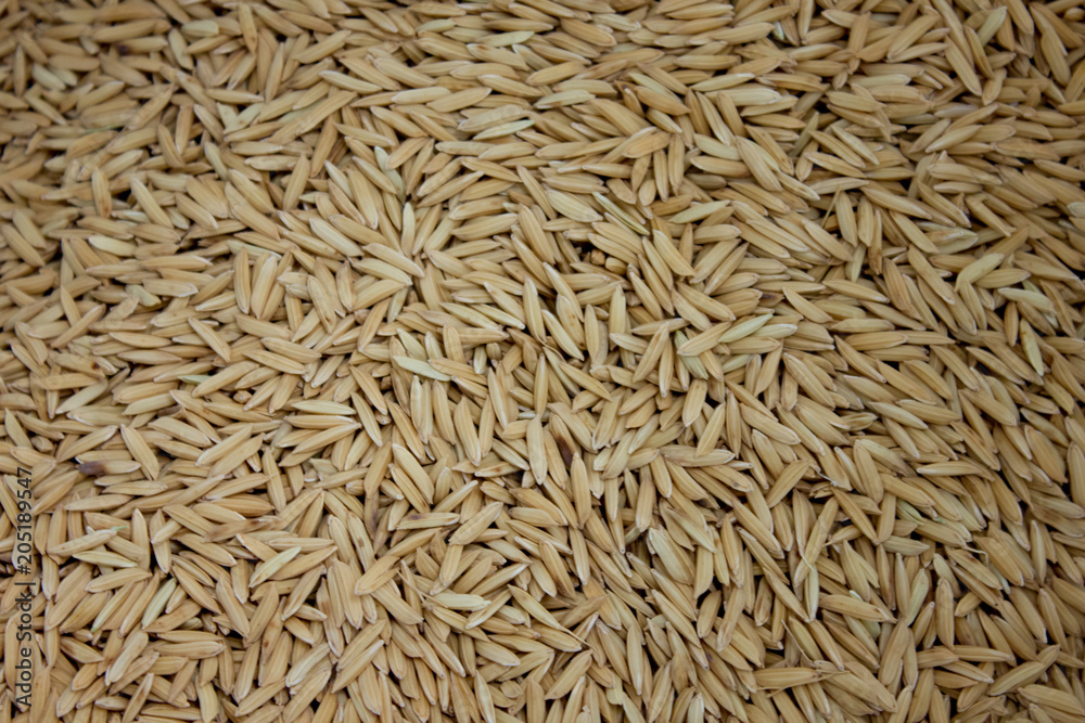 Background from pile of paddy rice Background from pile of paddy rice