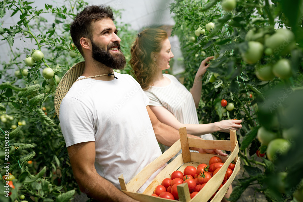 Young couple farming vegetables Young couple farming vegetables