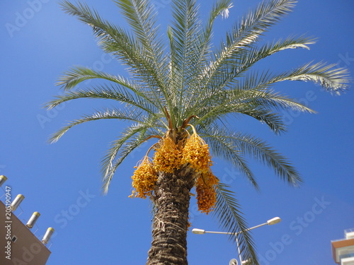 palm