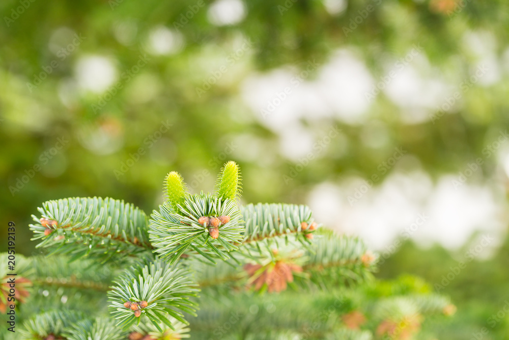 Two young cones on a fir tree starting to grow in spring Two young cones on a fir tree starting to grow in spring