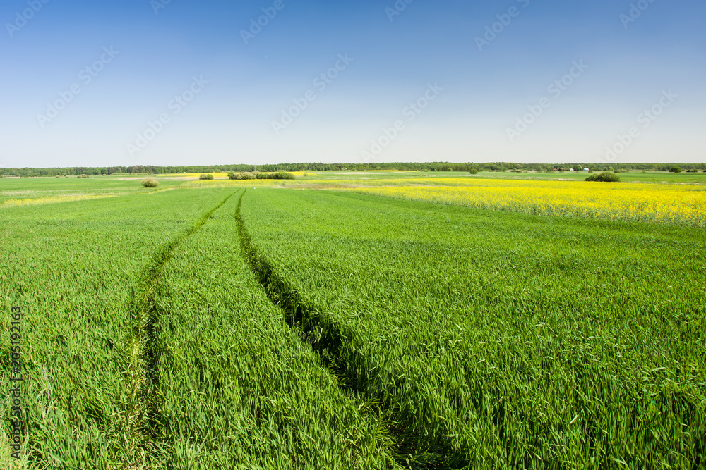 Green field, wheel marks and blue sky