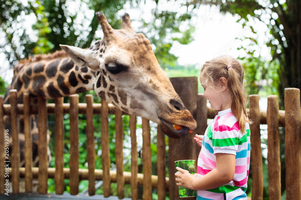 Naklejka premium Dzieci karmią żyrafę w zoo. Dzieci w parku safari.