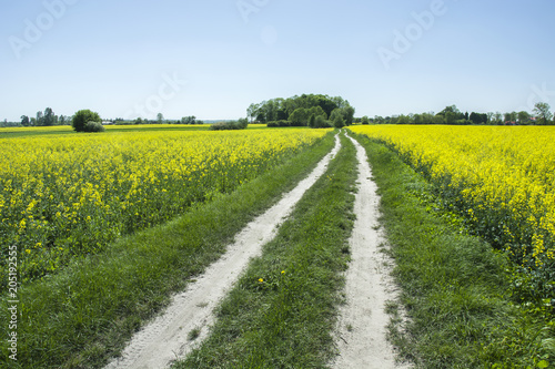 Village road through the rapeseed field