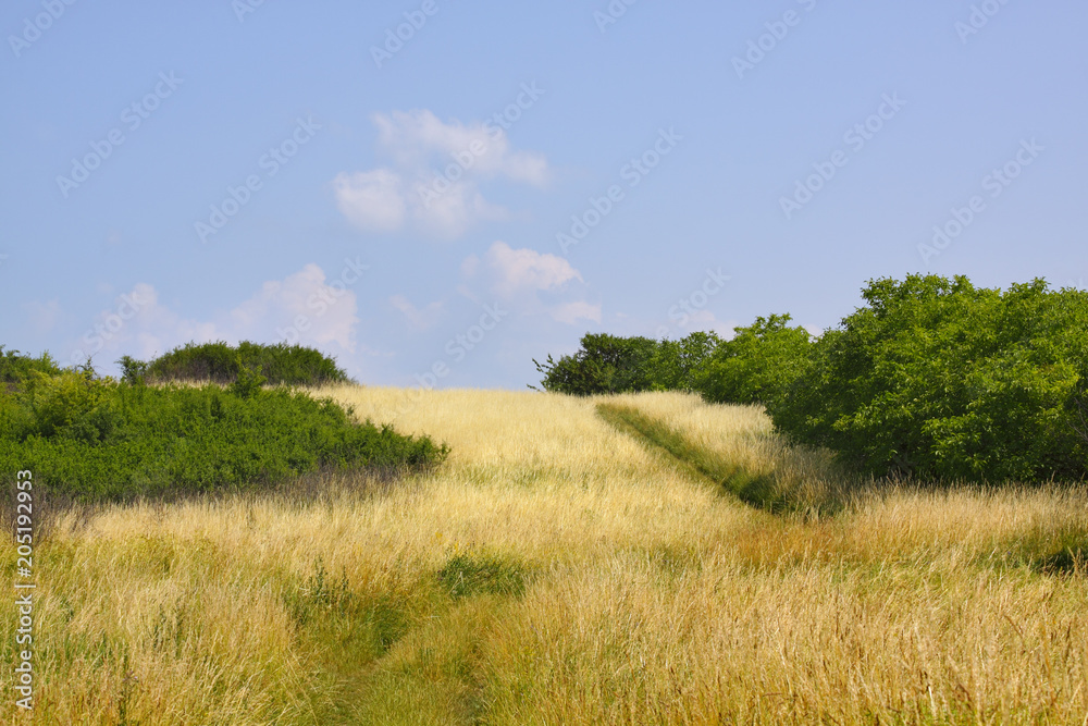 Grassy meadow with bushes