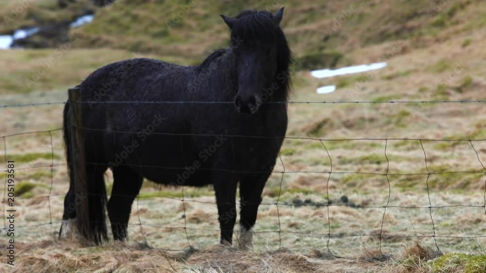 Pan: Black Chubby Horse Standing Behind Fence Pan: Black Chubby Horse Standing Behind Fence