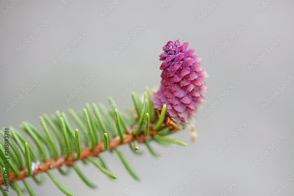 Female Flower Or Cone Of Norway Spruce Picea Abies Stock Photo Adobe Stock Female Flower Or Cone Of Norway Spruce Picea Abies Stock Photo Adobe Stock