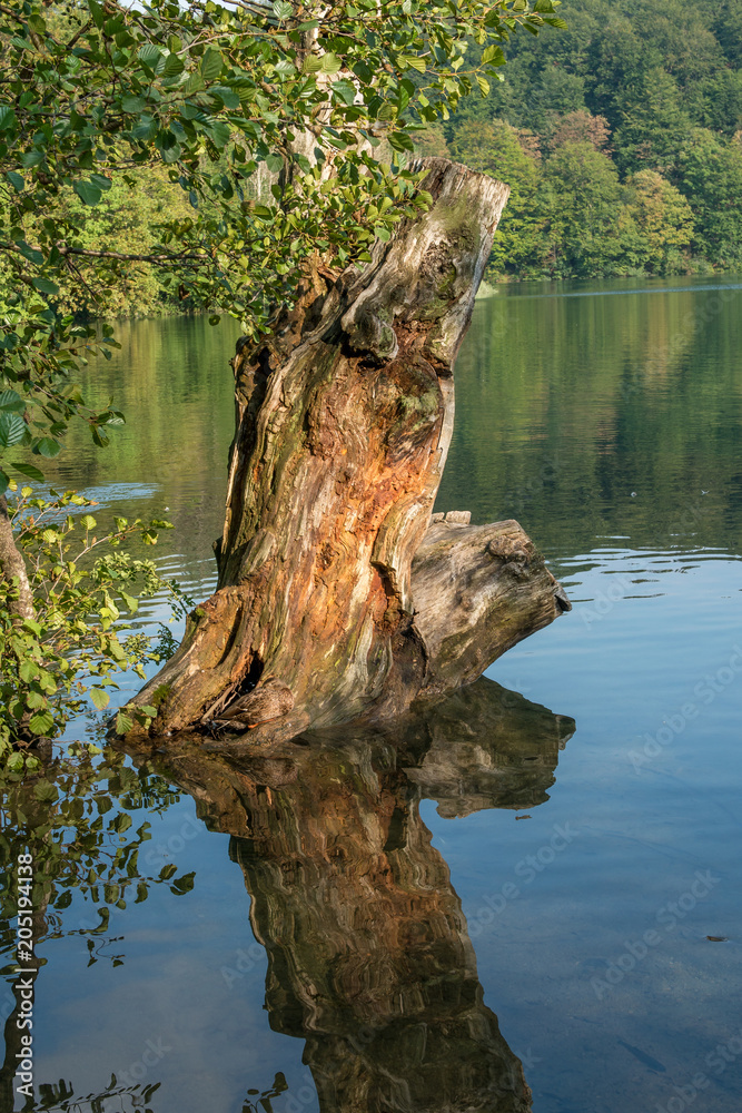 Abgestorbener Baum im Nationalpark Plitvicer Seen