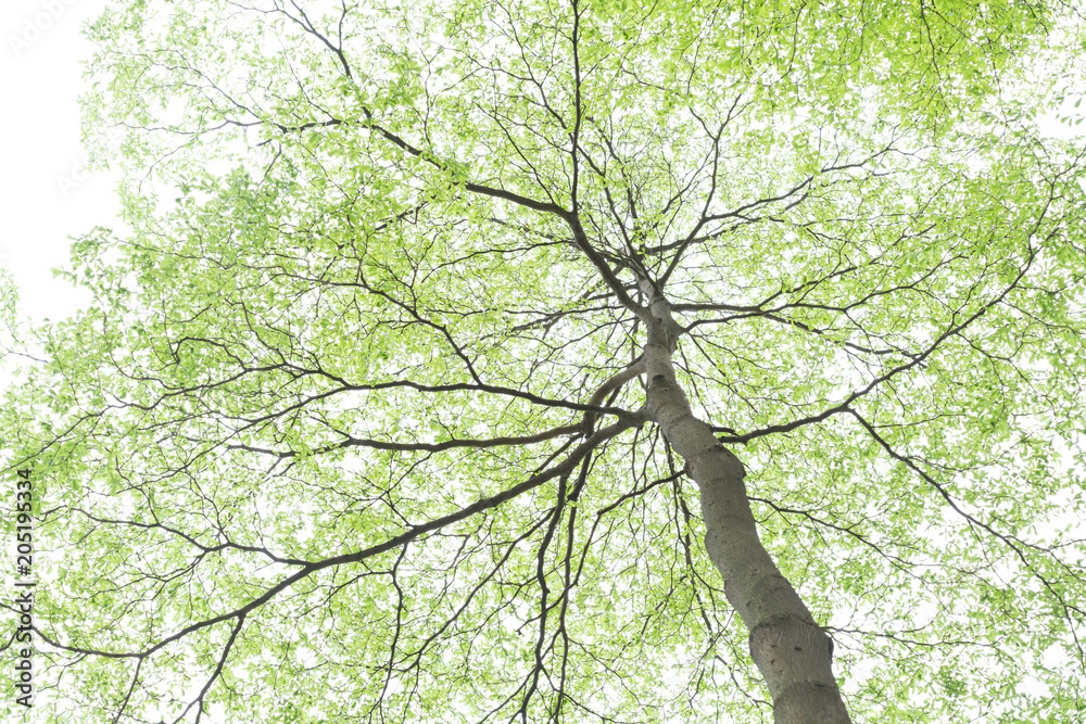 Fototapeta premium tree