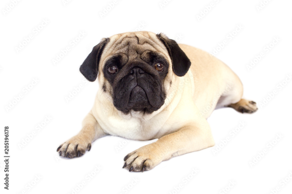 Pug dog isolated. Looking sad with big eyes