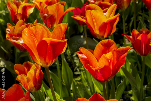 Colorful spring tulip flowers in the garden in warm sunlight.