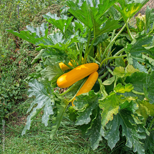 Gelbe Zucchini im Garten photo