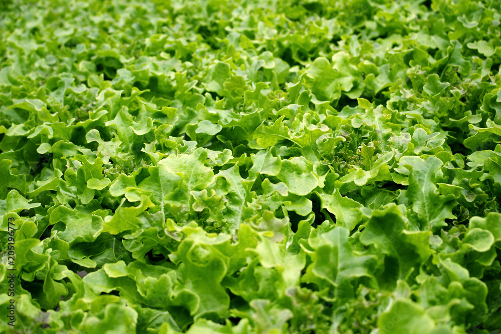 fresh green lettuce in organic vegetable farm fresh green lettuce in organic vegetable farm