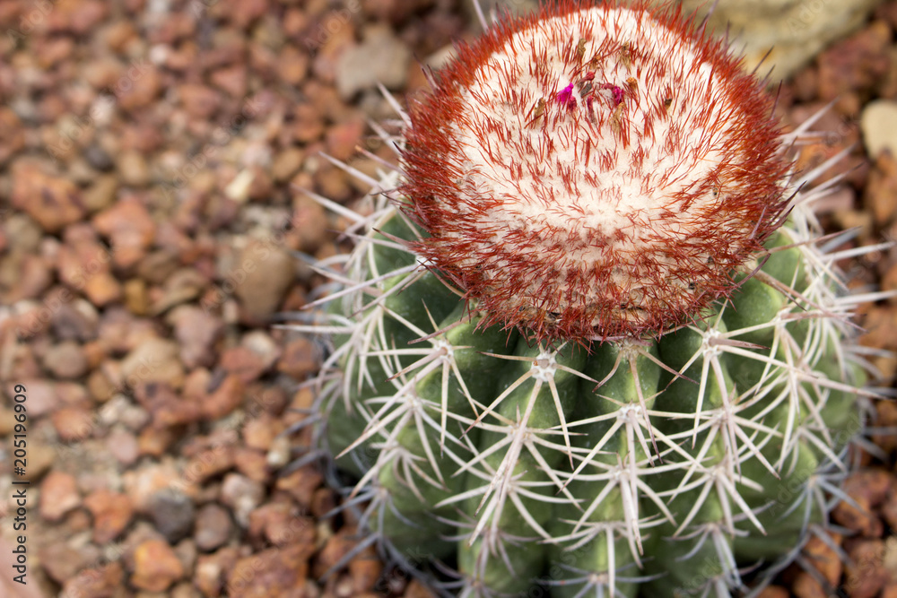 Fototapeta premium Round cactus closeup