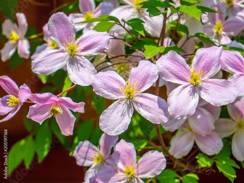 Clematis montana  Waldrebe