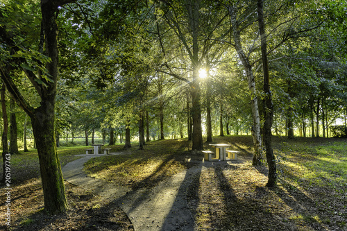 Sunrays through trees in a park at afternoon © josemaria