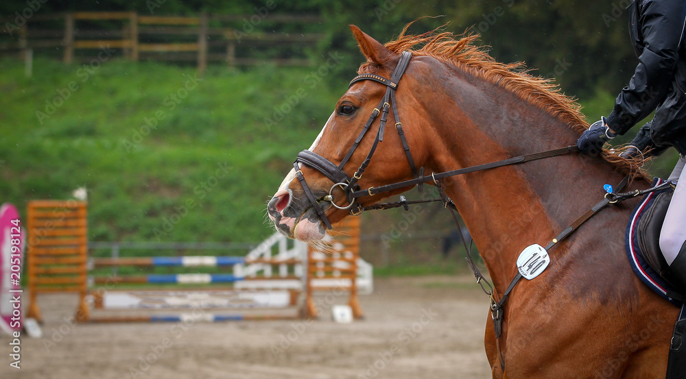 Horse in the jumping course, taken from the side in the portraits, during the gallop phase.. Horse in the jumping course, taken from the side in the portraits, during the gallop phase..