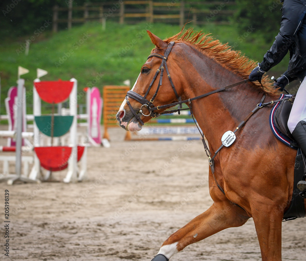 Obraz premium Horse in the jumping course, taken from the side in the portraits, during the gallop phase..