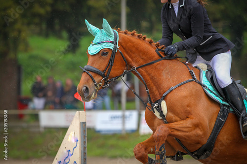 Horse in the jumping course, taken over the jump as head portraits from the side.