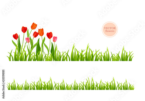 Fototapeta Naklejka Na Ścianę i Meble -  Flowers and grass set