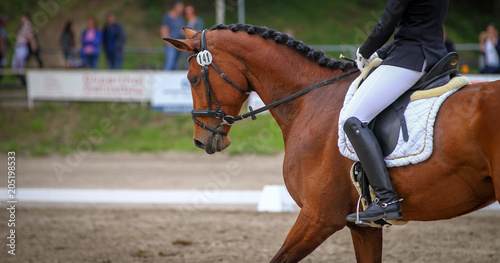 Horse brown (fox) with rider in the dressage course, in the gait step, taken in the clipping from the side. © RD-Fotografie