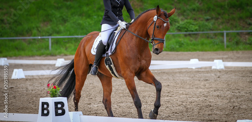 Horse brown (fox) with rider in the dressage course, in the gait gallop, photographed in the neckline in the upward phase. © RD-Fotografie