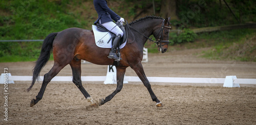 Horse brown (fox) with rider in the dressage course, in the gait trot, taken in the clipping from the side in the floating phase.