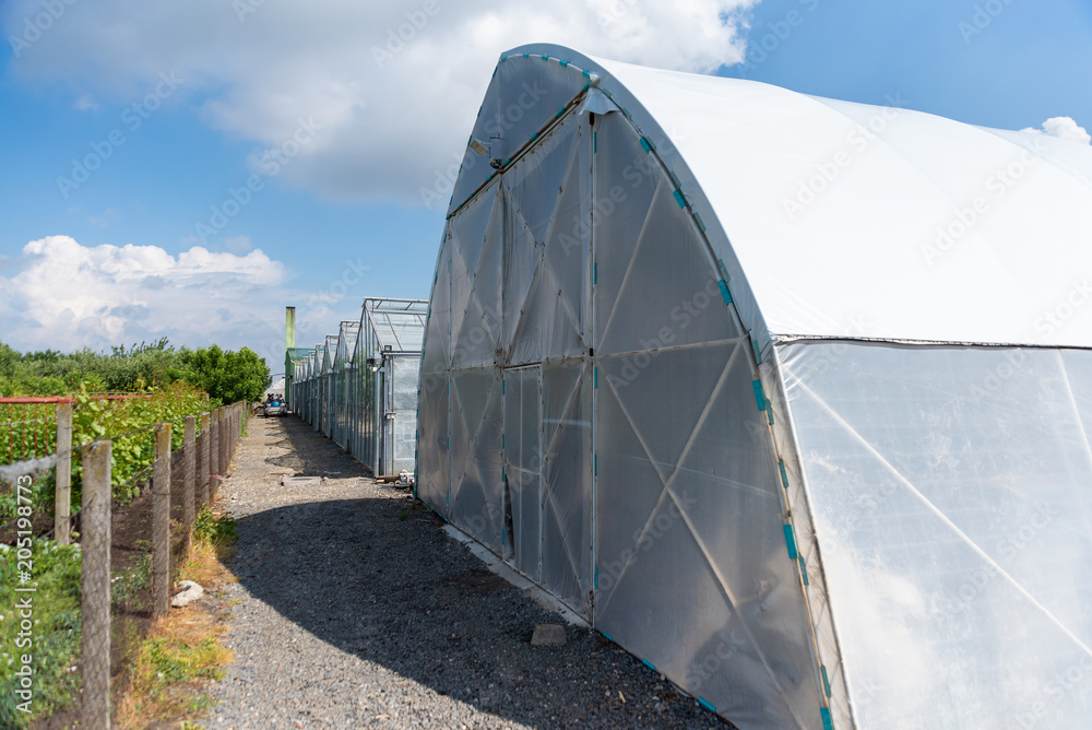 greenhouses ready for planting fruits and vegetables greenhouses ready for planting fruits and vegetables
