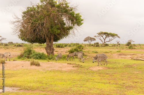 Zebra grazing in the savannah of Amboseli Park