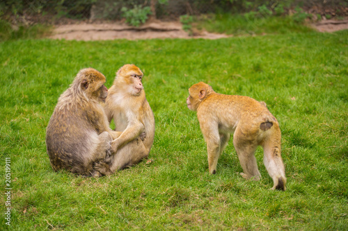 Three monkeys are playing on a green meadow