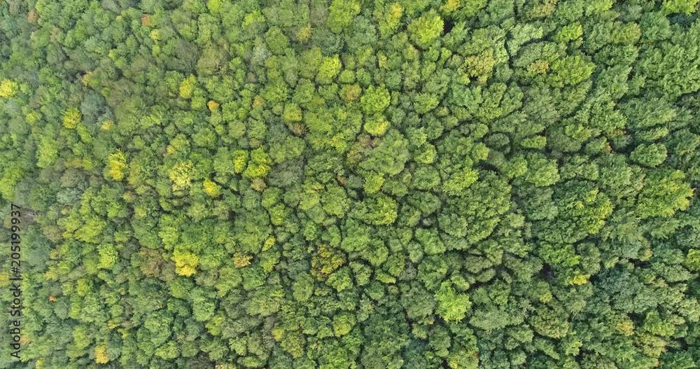 Flight over of dense forest. Aerial view of beautiful green forest, Transylvania Flight over of dense forest. Aerial view of beautiful green forest, Transylvania