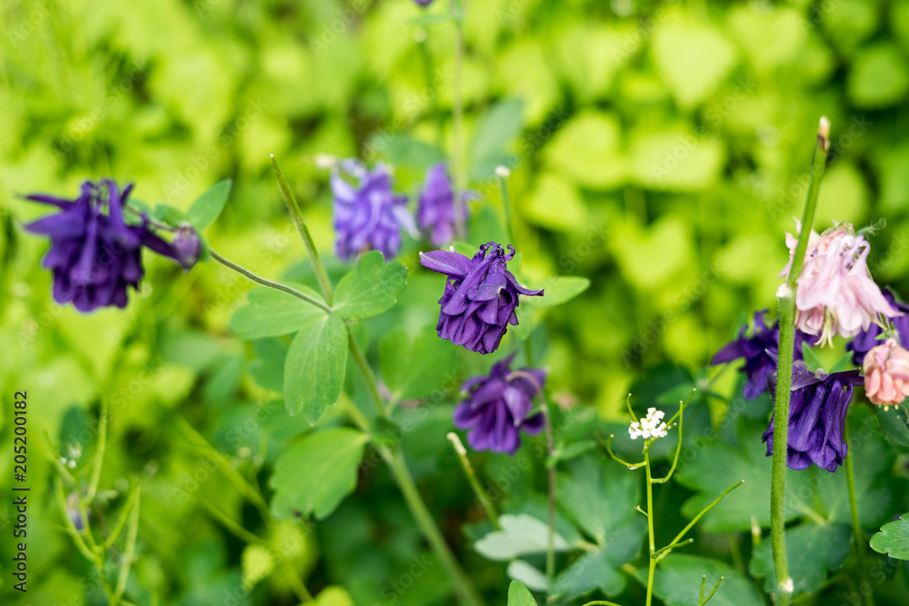 Spring flowers in the park in Bruxelles, Belgium