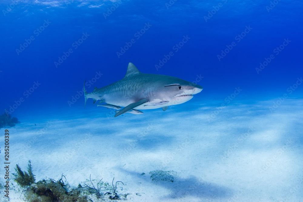 Fototapeta premium Tiger shark with shadow on the sand close to the ground