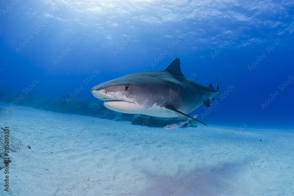 Fototapeta premium Tiger shark with shadow on the sand in clear blue water and sun in the background