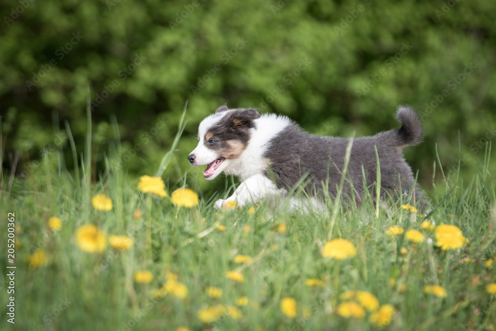 Border Collie Welpe im Löwenzahn